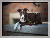 Murek, Pies, Krótkowłosy, Border collie, Kwiaty