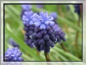 Muscari neglectum