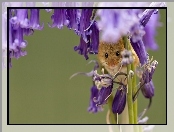 Myszka Badylarka, Fioletowe Kwiaty