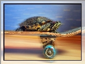 Żółw, Prędkość, Na, Deskorolce