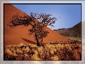 Namibia, Pustynia, Piasek, Sucha, Roślinność
