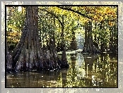 Namorzynowy, Park, Narodowy, Everglades, Las