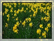 Żółte, Trawa, Kwiaty, Narcyz trąbkowy