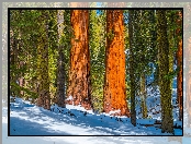 Zima, Park Narodowy King Canyon, Stany Zjednoczone, Las, Drzewa, Sekwoje, Kalifornia