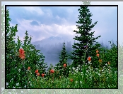 Kwiaty, Drzewa, Stany Zjednoczone, Mgła, Park Narodowy Mount Rainier, Łąka, Waszyngton