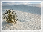 Stany Zjednoczone, Wydmy, Park Narodowy White Sands, Roślina, Stan Nowy Meksyk, Pustynia, Białe, Piaski