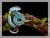 Liście, Niebieska, Żmija, Trimeresurus albolabris insularis, Konar