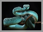 Niebieska, Żmija, Trimeresurus insularis