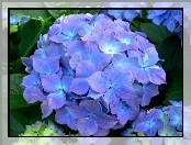 Niebieskawo, Hortensja, Fioletowy, Kolor