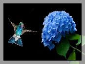 Niebieski, Koliber, Kwiat, Hortensja