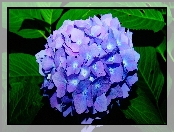 Niebieski, Zbliżenie, Kwiat, Hortensja