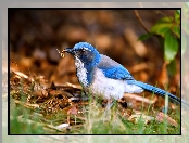 Biało-niebieski, Modrowronka kalifornijska, Ptak