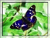 Niebieski, Czułki, Motyl, Roślina