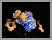Niebieski, Kwiatki, Motyl modraszek, Żółte