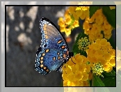 Niebieski, Kwiaty, Motyl, Żółte