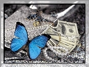 Niebieski, Pieniądze, Motylek, Perły
