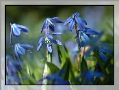 Niebieskie, Kwiaty, Cebulica syberyjska