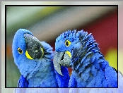 Dwie, Niebieskie, Papugi