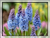 Niebieskie, Hiacynty, Fioletowe