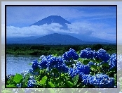 Góry, Hortensje, Niebieskie, Kwiaty