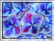 Niebieskie, Kwiaty, Hortensje