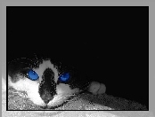 Kot, Oczy, Niebieskie