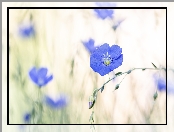 Len, Rozmycie, Kwiaty, Niebieskie