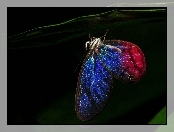 Motyl, Niebiesko Czerwony