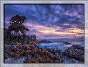 Skały, Wybrzeże, Drzewa, Kamienie, Australia, Shelley Cove, Chmury, Morze, Niebo