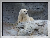 Biały, Niedźwiadek, Polarny