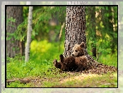 Niedźwiadek, Drzewa, Brunatny, Las