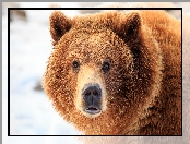 Niedźwiedź brunatny, Głowa, Spojrzenie