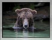 Niedźwiedź, Kąpiel