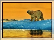 Niedźwiedź, Polarny
