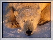Niedźwiedź, Śnieg, Polarny, Łapki