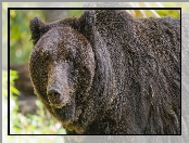 Niedźwiedź brunatny, Spojrzenie