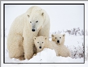 Niedźwiedzie, Matka, Dwa, Małe