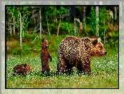 Niedźwiedzie brunatne, Niedźwiadki, Łąka