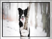 Śnieg
, Pies, Border collie, Mordka, Drzewo