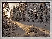 Śnieg, Drzewa, Las, Słońca, Krzewy, Promienie