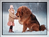 Śnieg, Dziewczynka, Pies, Mastif tybetański, Zima