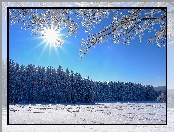 Zima, Gałęzie, Drzewa, Promienie słońca, Las, Pole, Ślady, Śnieg