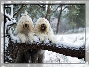 Dwa, Śnieg, Psy, Drzewo, Białe, Owczarki staroangielskie, Bobtail, Zima