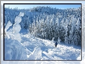 Las, Śnieg, Narciarz