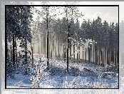 Las, Śnieg, Zima