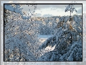 Las, Śnieg, Zima