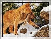 Lew, Śnieg, Zając