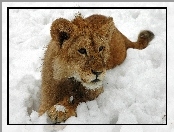 Lew, Śnieg, Zima
