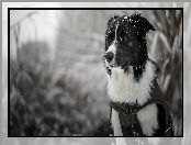 Śnieg, Border collie, Pies, Tło, Mordka, Rozmyte