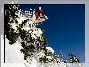 Snowboardzista, Śnieg, Choinki